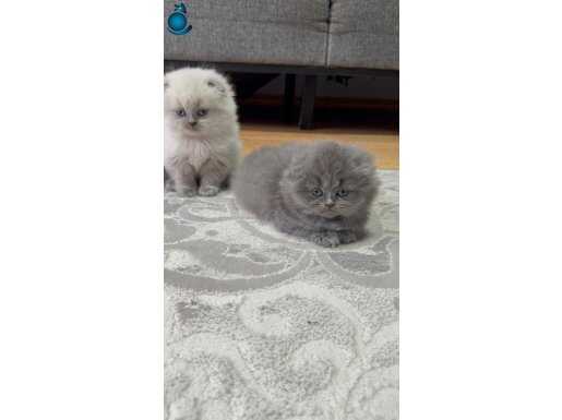 Efsane güzellikte bebeklerim 