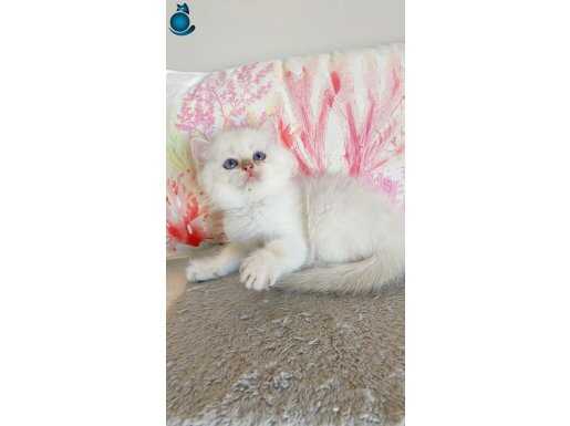 Efsane güzellikte British bebekler 