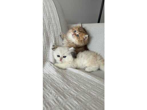 Şecereli Soydan Safkan British Longhair Yavruları