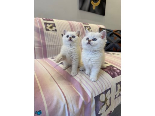 Efsane güzellikte secereli anne babadan