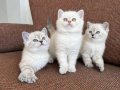 Gözleri Ömre Bedel 2 Aylık British Shorthair Bebeklerimiz