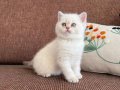 Gözleri Ömre Bedel 2 Aylık British Shorthair Bebeklerimiz