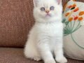 Gözleri Ömre Bedel 2 Aylık British Shorthair Bebeklerimiz