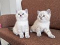 Gözleri Ömre Bedel 2 Aylık British Shorthair Bebeklerimiz