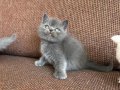 Gözleri Ömre Bedel 2 Aylık British Shorthair Bebeklerimiz