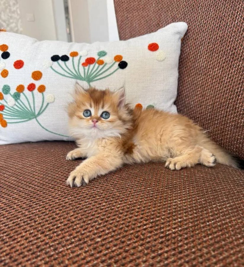 British longhair ny11