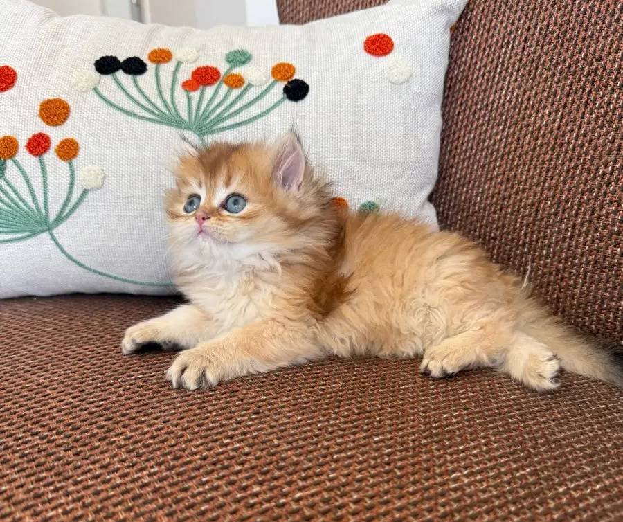 British longhair ny11