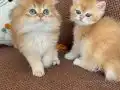 British longhair ny11
