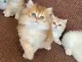 British longhair ny11