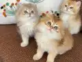 British longhair ny11