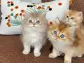 British longhair ny11