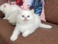 Efsane güzellikte üst kalite bebekler 