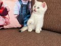 Efsane güzellikte üst kalite bebekler 