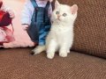 Efsane güzellikte üst kalite bebekler 