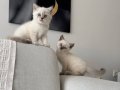 Blue point muhteşem güzellikte bebekler