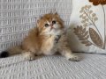 Efsane güzellikte british longhair 