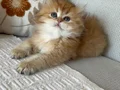 Efsane güzellikte british longhair 