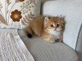 Efsane güzellikte british longhair 
