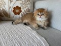 Efsane güzellikte british longhair 