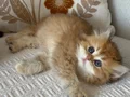 Efsane güzellikte british longhair 