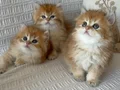 Efsane güzellikte british longhair 