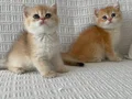 Efsane güzellikte british longhair 