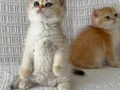 Efsane güzellikte british longhair 