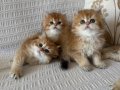 Efsane güzellikte british longhair 