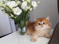 Altın çocuklarım hazır
