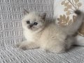 Blue point çok kaliteli bebişler