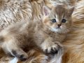 British longhair golden bebelerim