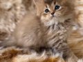 British longhair golden bebelerim