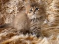 British longhair golden bebelerim