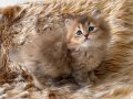 British longhair golden bebelerim
