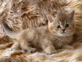 British longhair golden bebelerim