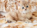 British longhair golden bebelerim