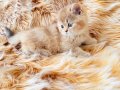 British longhair golden bebelerim