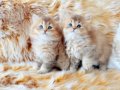 British longhair golden bebelerim