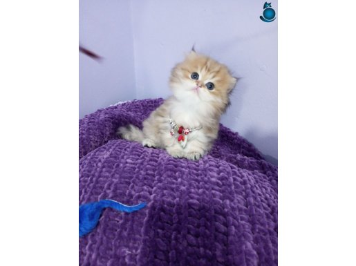 Golden(ny11,ny24)yavrular secereli anne babadan Catteryden 