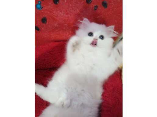 İpek tüylü mükemmel yavrular Catteryden secereli anne babada