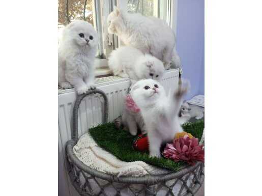 Safkan Scottish yavrular Catteryden. Silver Point/Shaded 