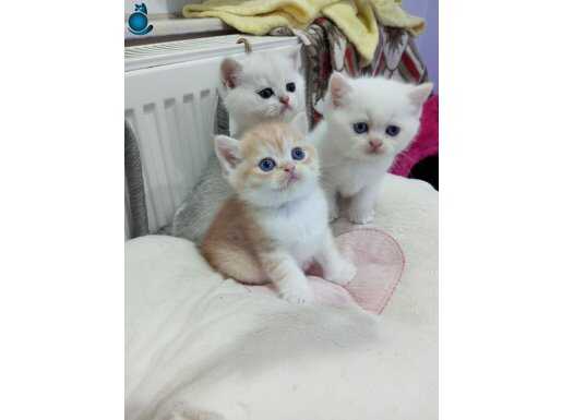 Safkan baby face soy ağacı belli yavrular Catteryden ryden 