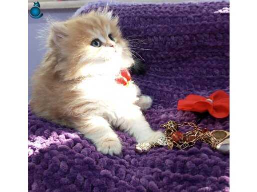 Secereli anne babadan Golden by11, ny 24, ny11 Catteryden 