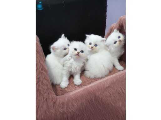 Safkan Scottish yavrular Catteryden secereli anne babadan 