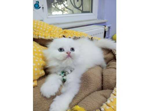 Safkan Scottish Highland yavrular Catteryden 