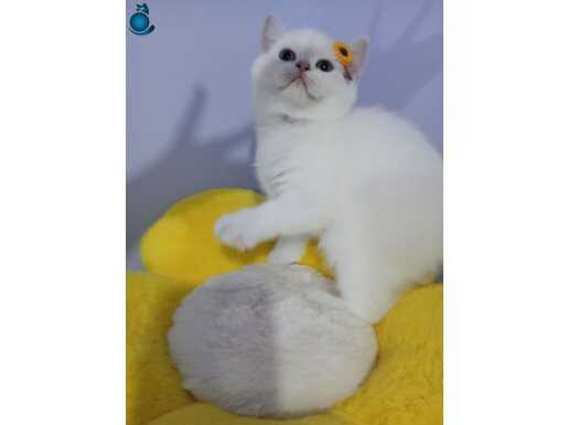 Safkan yavrular Catteryden kısa ve uzun tüylü 