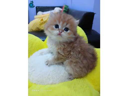 Safkan secereli anne babadan British Golden ve Silver babies
