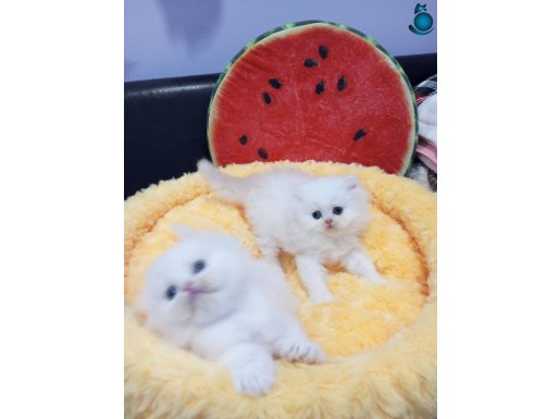 Safkan Scottish yavrular Catteryden