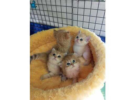 Secereli British Golden yavrular Catteryden. Long/Short hair