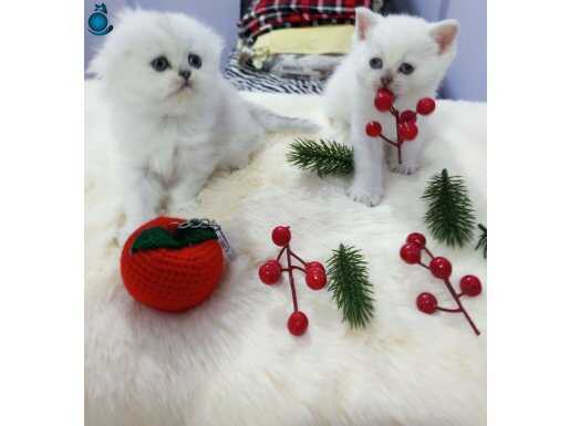 Safkan Scottish yavrular Catteryden. Highland ve Shorthair.